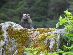 Hoary Marmot